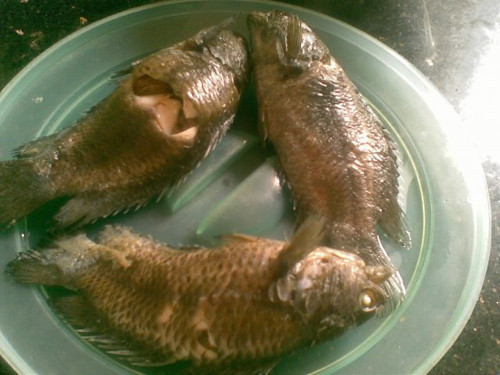 Sau khi đánh vẩy xong, thả cá vào nước muối cho sạch nhớt, rồi cho vào nồi luộc chín tới. Ảnh: bepgiadinh