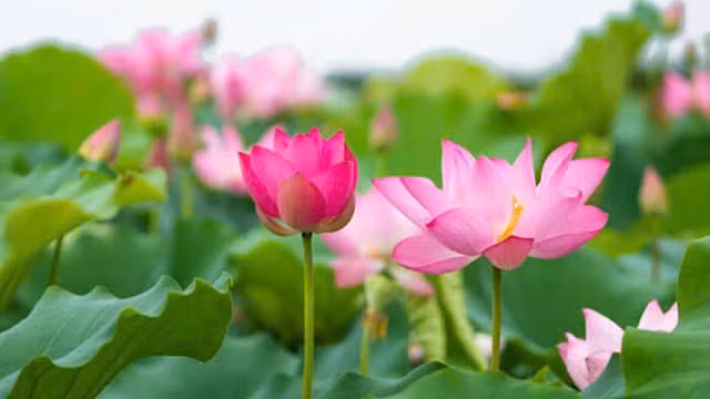 Y nghia hoa sen trong phong thuy