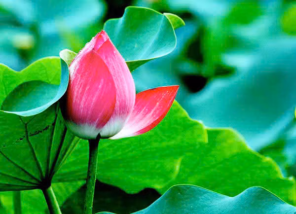 Y nghia hoa sen trong phong thuy-Hinh-2