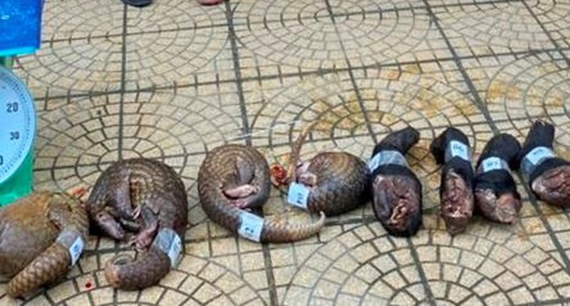  Đưa động vật hoang dã từ nước ngoài về Việt Nam tiêu thụ: Ngày 7/1, tại xã Châu Thôn, huyện Quế Phong (tỉnh Nghệ An) Công an huyện Quế Phong bắt quả tang đối tượng Pịt Văn Chuyên (SN 1983, trú tại huyện Tương Dương) đang vận chuyển 4 cá thể tê tê và 4 bộ phận tay gấu có tổng trọng lượng 14 kg. Chuyên khai nhận, thường sang Lào lấy “hàng” rồi vận chuyển về Nghệ An để bán lại cho các đối tượng có nhu cầu.