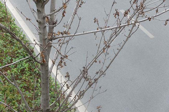 Trước đó, nhiều cây phong lá đỏ chết khô trên đường Trần Duy Hưng đã được đánh chuyển sang khu vực khác. 