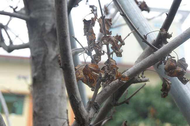 Mặc dù trong 2 năm đầu, hàng cây phong lá đỏ vẫn sinh trưởng và phát triển khá ổn định. Tuy nhiên, gặp phải tình trạng lá không thể chuyển được sang màu đỏ.