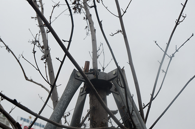 Hiện tại, đơn vị phụ trách là Công ty Công viên cây xanh Hà Nội vẫn đang theo dõi thường xuyên hàng cây phong lá đỏ. 