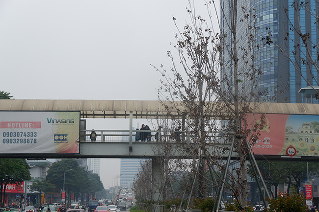 Cũng theo các chuyên gia, cần phải có sự chăm sóc đặc biệt, bởi sự khác biệt khí hậu là một trong những yếu tố ảnh hưởng trực tiếp đến sự sinh trưởng và phát triển của cây phong lá đỏ.