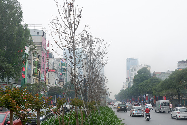 Đến nay, nhiều cây phong lá đỏ dọc 2 tuyến đường này đang trong tình trạng trơ trụi lá, vỏ cây nứt toác, chết khô… 