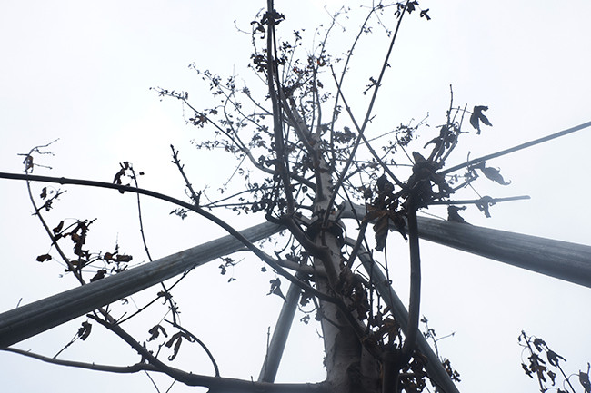 Theo ý kiến của các chuyên gia, hiện tượng cây phong lá đỏ trồng tại Hà Nội bị trụi lá, khô héo, cá biệt một số cây chết khô là hiện tượng không hiếm và mới. 