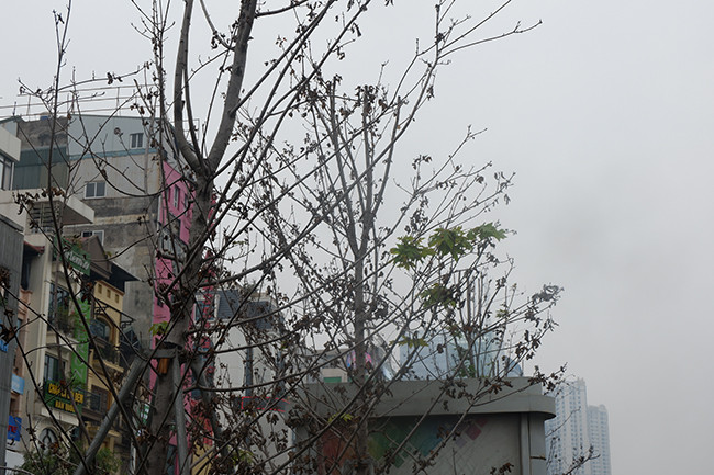 Bởi năm nào hàng cây phong lá đỏ vào mùa đông cũng có hiện tượng này. 