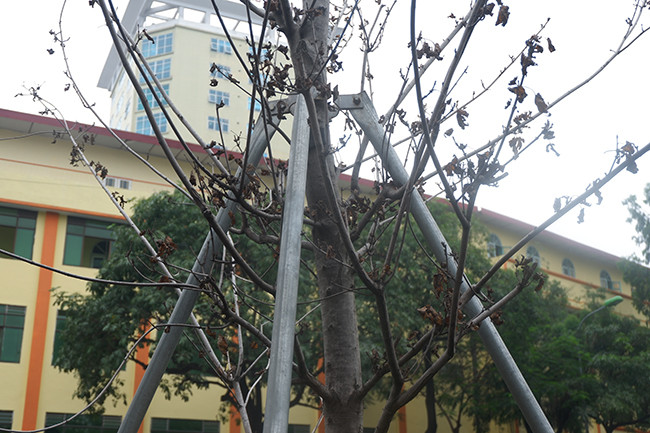 Nằm trong chương trình trồng mới 1 triệu cây xanh (giai đoạn 2016 - 2020) của TP. Hà Nội. Đầu năm 2018, TP.Hà Nội đã cho trồng 100 gốc cây phong lá đỏ tại tuyến phố Trần Duy Hưng - Nguyễn Chí Thanh với kỳ vọng sẽ mang lại cho Thủ đô diện mạo mới. 