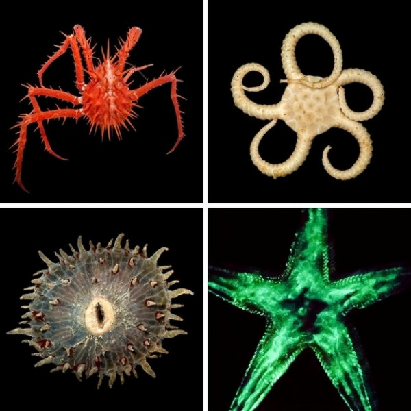 Các loài không xác định trong đại dương: Dưới đại dương sâu thẳm và bí ẩn, có rất nhiều những sinh vật kỳ lạ mà khoa học cũng không biết đến. Ngày nay, chúng ta đã biết khoảng 5% bí mật dưới đại dương và các nhà nghiên cứu vẫn đang khám phá các loài mới. Các sinh vật bạn nhìn thấy trong các bức ảnh trên đã được tìm thấy vào tháng 6 năm 2017 gần Úc.