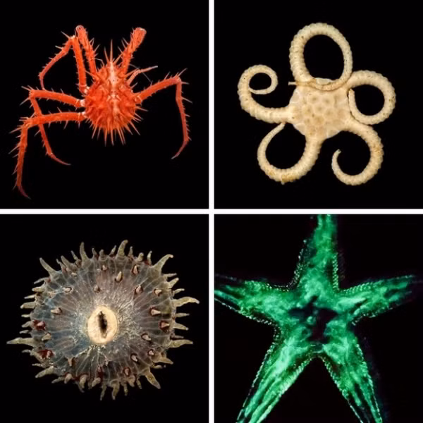 Các loài không xác định trong đại dương: Dưới đại dương sâu thẳm và bí ẩn, có rất nhiều những sinh vật kỳ lạ mà khoa học cũng không biết đến. Ngày nay, chúng ta đã biết khoảng 5% bí mật dưới đại dương và các nhà nghiên cứu vẫn đang khám phá các loài mới. Các sinh vật bạn nhìn thấy trong các bức ảnh trên đã được tìm thấy vào tháng 6 năm 2017 gần Úc.