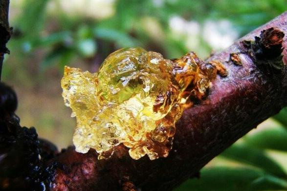 Boc tran su that ve nhua dao, than duoc duong nhan, niu keo tuoi xuan-Hinh-2