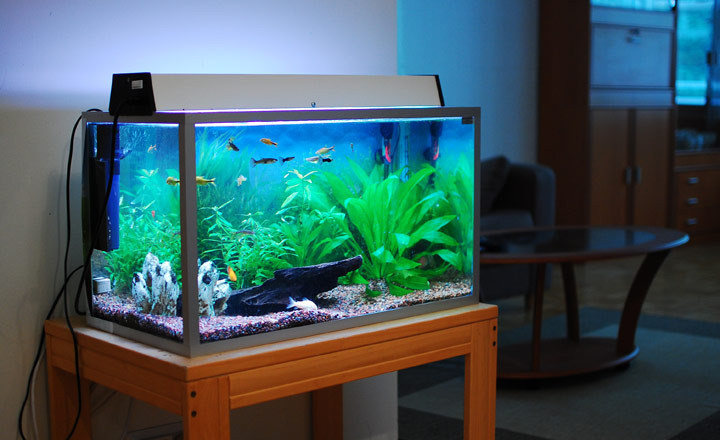 Vi tri “vang” dat be ca canh trong nha giup gia chu phat len phan phat