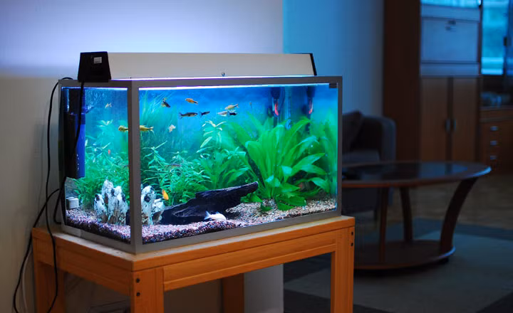 Vi tri “vang” dat be ca canh trong nha giup gia chu phat len phan phat