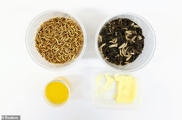 Cuc di bo con trung dai bo nhung hiem nguoi dam thu