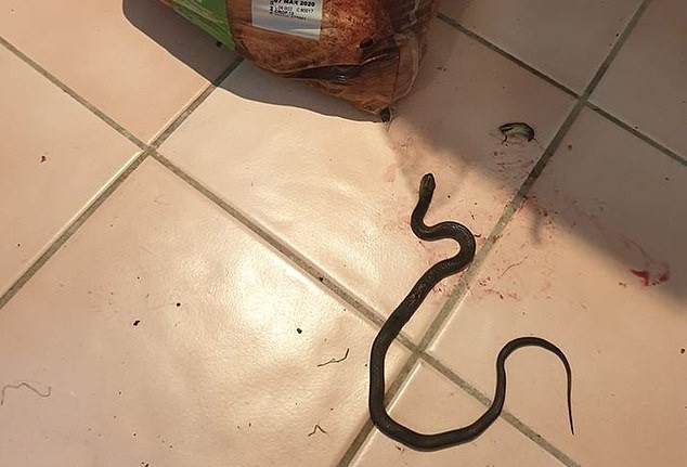 Nguoi me dung cam chien dau voi ran cuu con nho