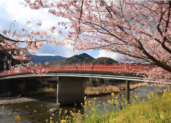 Dù có chuyện gì xảy ra, hoa anh đào vẫn thế, đẹp dịu dàng và tinh khôi.