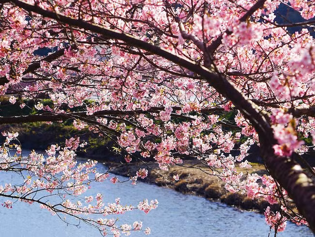 Dù lúc ban mai hay tới khi tối muộn, hoa anh đào vẫn rực sáng giữa đất trời, khiến con người ta không thể rời mắt.