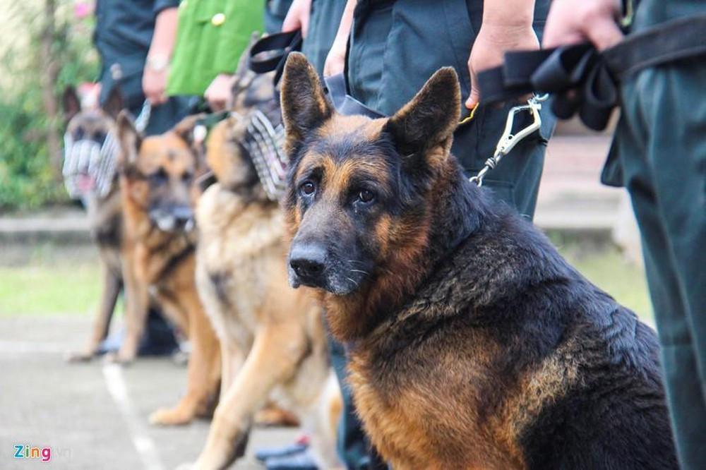 Còn được gọi là chó chăn cừu Đức, chó Berger bắt đầu được lai giống và sử dụng rộng rãi từ năm 1899. Bản năng của loại chó này là cực kỳ trung thành và sẵn sàng xả thân bảo vệ chủ cũng như đủ thông minh để huấn luyện. Nguồn ảnh: Zingnews.