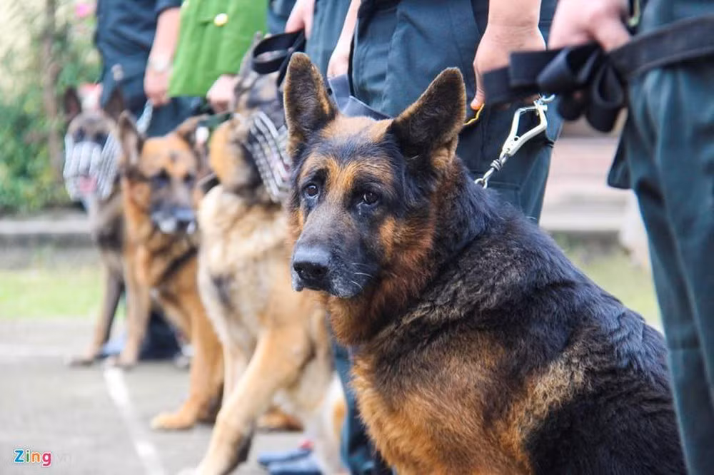 Còn được gọi là chó chăn cừu Đức, chó Berger bắt đầu được lai giống và sử dụng rộng rãi từ năm 1899. Bản năng của loại chó này là cực kỳ trung thành và sẵn sàng xả thân bảo vệ chủ cũng như đủ thông minh để huấn luyện. Nguồn ảnh: Zingnews.
