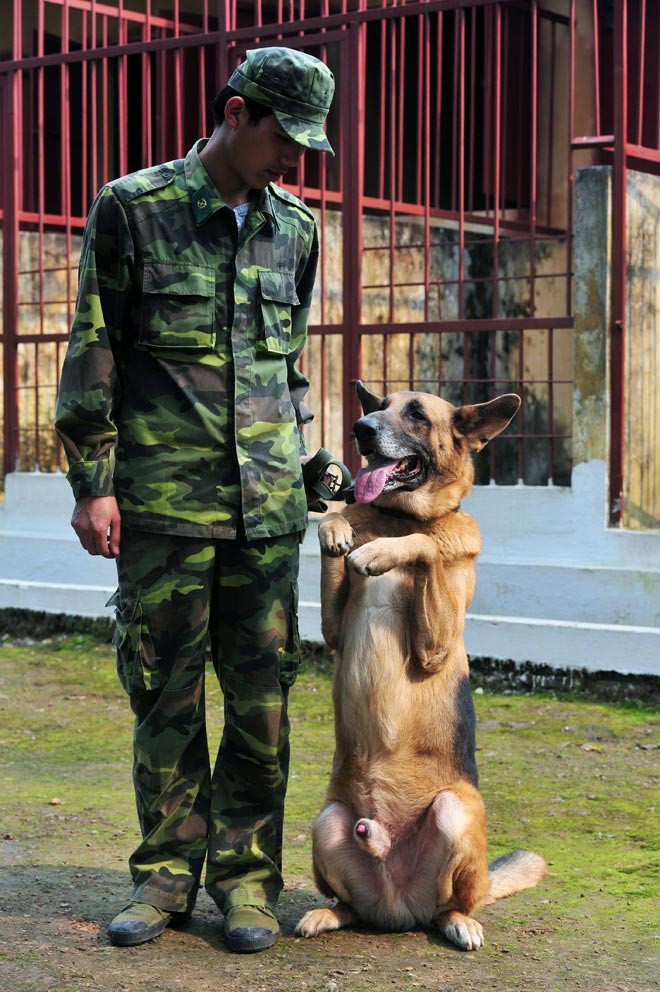 Không chỉ phục vụ trong lực lượng công an, đặc nhiệm; chó chăn cừu Đức hay Berger còn được sử dụng rất nhiều trong lực lượng quân đội. Ngoài khả năng thiện chiến, gan dạ và trung thành, Berger còn có khứu giác tuyệt vời. Nguồn ảnh: Flickr.