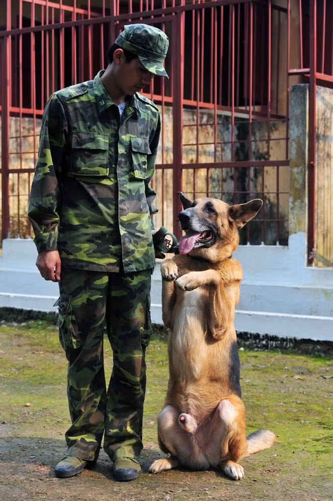 Không chỉ phục vụ trong lực lượng công an, đặc nhiệm; chó chăn cừu Đức hay Berger còn được sử dụng rất nhiều trong lực lượng quân đội. Ngoài khả năng thiện chiến, gan dạ và trung thành, Berger còn có khứu giác tuyệt vời. Nguồn ảnh: Flickr.