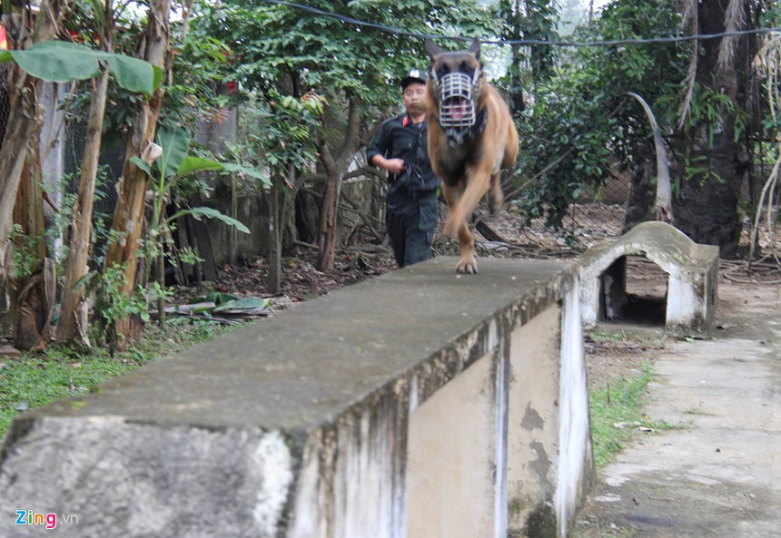 Trong môi trường quân đội, giống chó này thường được huấn luyện nhiệm vụ dò tìm mìn, tìm kiếm thuốc nổ, đánh hơi dẫn đường hay thậm chí có thể làm nhiệm vụ vận tải đạn dược nếu được huấn luyện cẩn thận. Nguồn ảnh: Zingnews.
