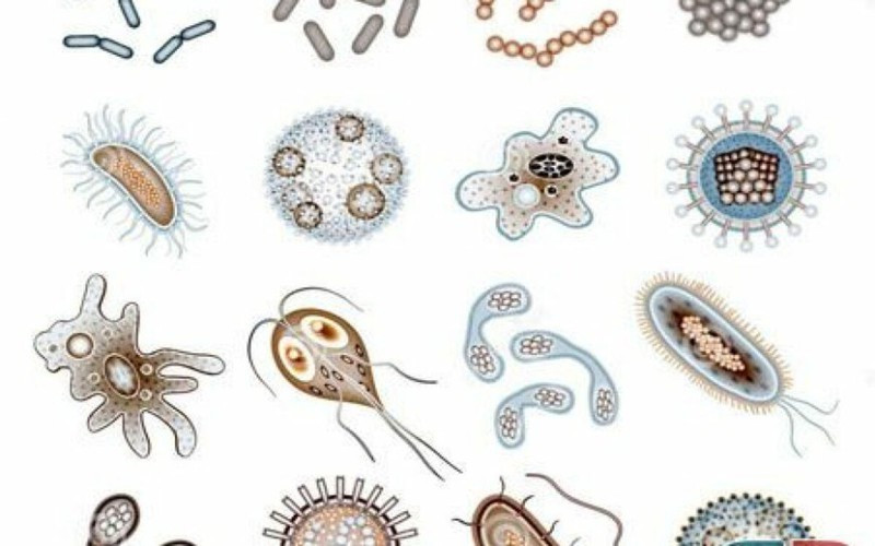 Gây nhiễm khuẩn: Điện thoại của bạn thường xuyên tiếp xúc với da mặt, tai, ngón tay và vô số bề mặt khác suốt cả ngày và có thể chứa nhiều vi khuẩn như: E. coli, tụ cầu khuẩn, strep, các loại virus ...