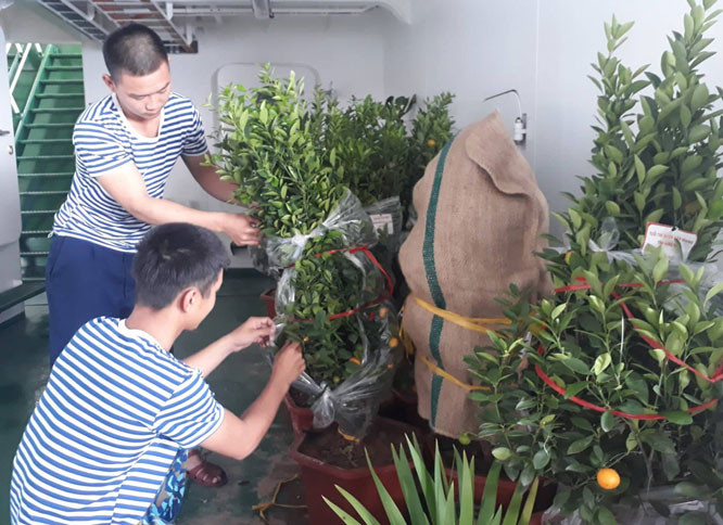 Những cây cảnh mang đậm hương vị Tết được chằng buộc cẩn thận để di chuyển quãng đường vài trăm kilomets ra đến Trường Sa mà không bị hư hại gì. Nguồn ảnh: QDND.