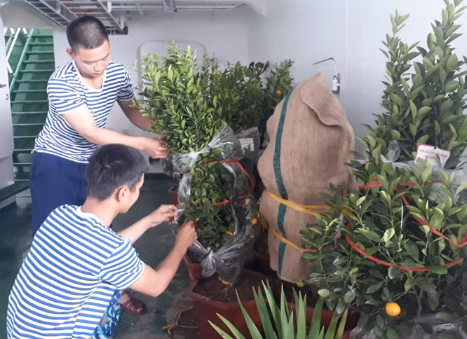 Những cây cảnh mang đậm hương vị Tết được chằng buộc cẩn thận để di chuyển quãng đường vài trăm kilomets ra đến Trường Sa mà không bị hư hại gì. Nguồn ảnh: QDND.