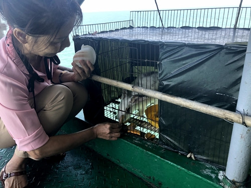 Thậm chí, lính trên nhà dàn DK1 còn nuôi thêm vài loại động vật để có "thịt tươi" cho ngày tết. Nguồn ảnh: QDND.