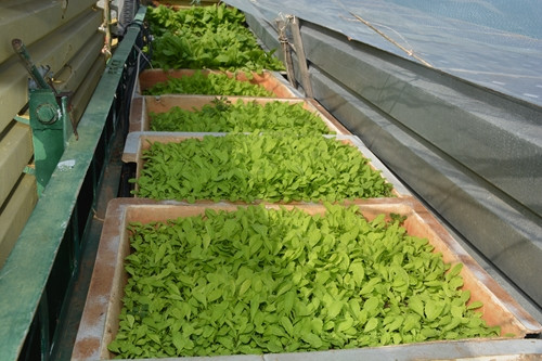 Dàn thực phẩm tự túc của lính nhà dàn DK1. Mặc dù được che chắn cẩn thận, tuy nhiên chỉ cần một cơn sóng bất chợt cũng có thể đánh bay cả khu vườn tự chế này xuống biển. Nguồn ảnh: QDND.