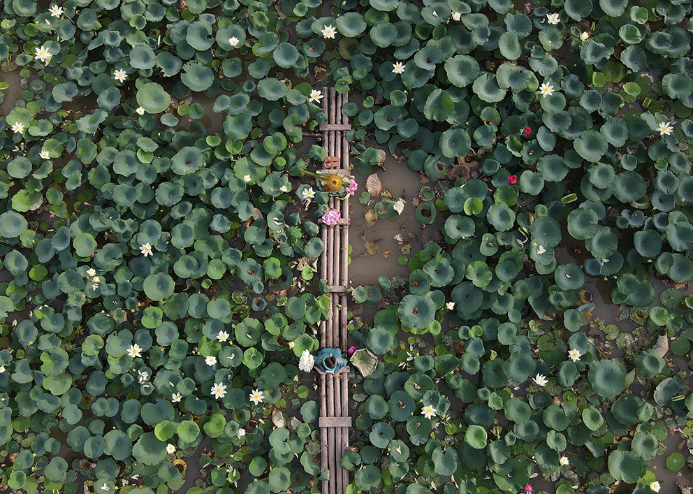 Kham pha dam sen co hon 150 loai sen quy, thu hoach ca nghin bong moi ngay