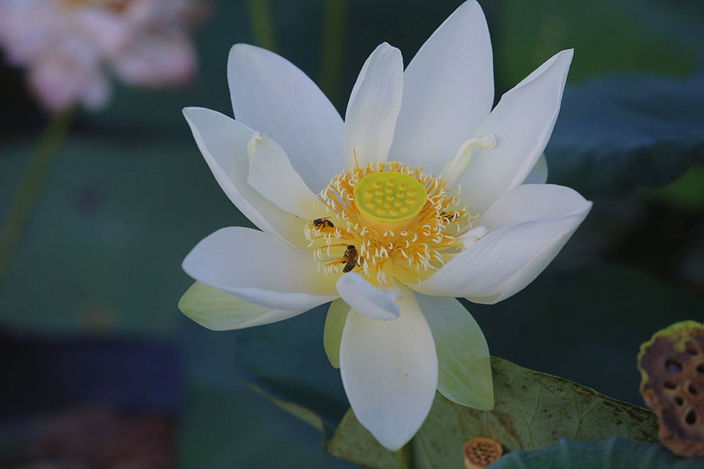 Do được chăm sóc theo công thức khoa học của ĐH Nông nghiệp nên hầu hết các loại sen ở đây đều phát triển tốt.