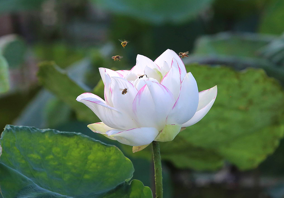 Anh Hiệp cho biết thêm, mục đích sắp tới của Trung tâm là nghiên cứu và lai giống ra loại sen đẹp, có hương thơm và chống chịu tốt với thời tiết.