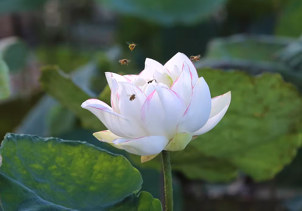 Anh Hiệp cho biết thêm, mục đích sắp tới của Trung tâm là nghiên cứu và lai giống ra loại sen đẹp, có hương thơm và chống chịu tốt với thời tiết.