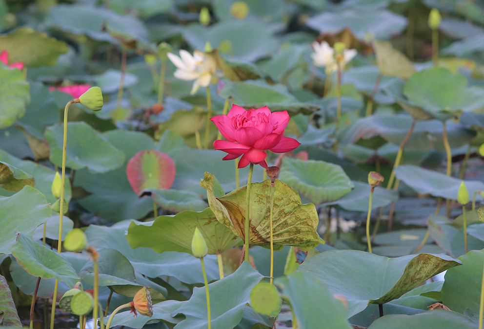 Tuy nhiên, đầm mới chỉ bán ra thị trường 6-7 loại sen. Những sen quý thường được người chơi tới mua giống và công thức chăm sóc.