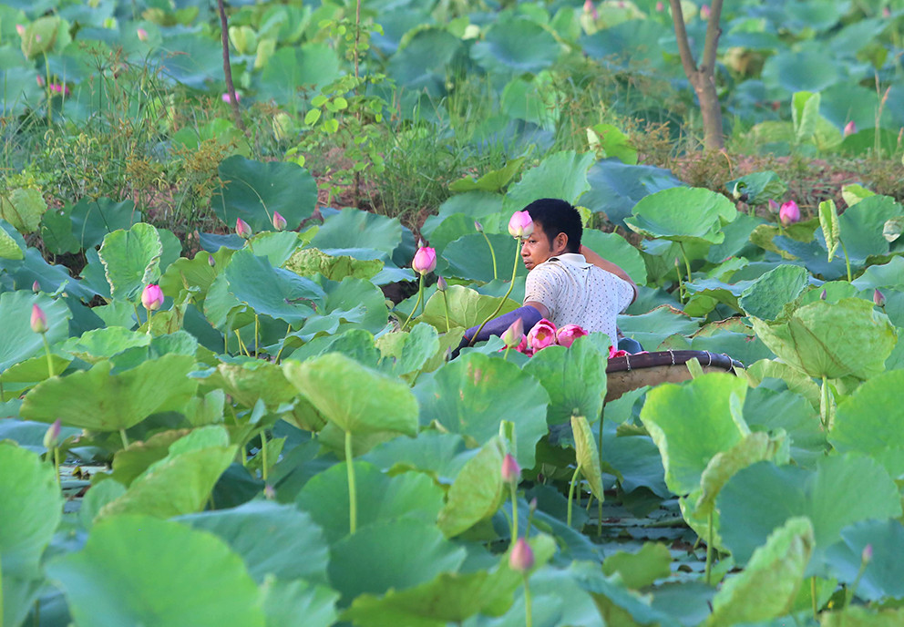 Đầm sen là nơi trồng hơn 150 loại sen quý hiếm của Việt Nam và thế giới.