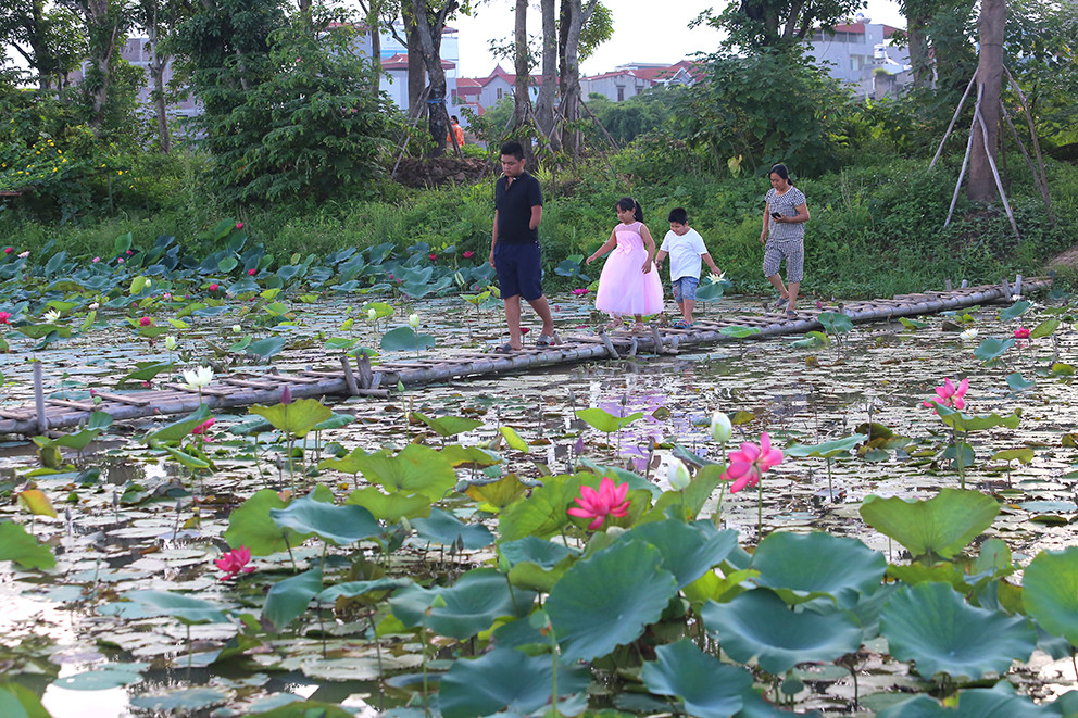 Đầm rộng hơn 7ha nhưng không sâu nên các em nhỏ cũng có thể thoải mái chơi đùa.