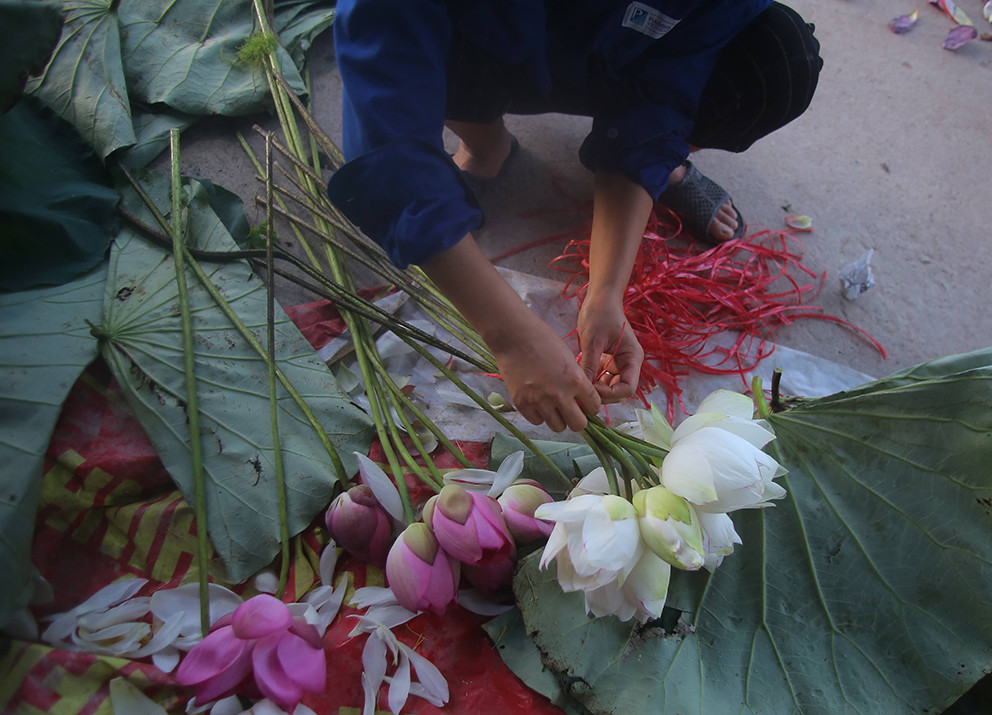 Với nhiều loại sen quý nhưng mỗi ngày đầm cho thu hoạch gần 1.000 bông. Giá mỗi loại sen một khác, có những loại sen của Trung Quốc có giá tới trên dưới 50.000 đồng/bông tuỳ theo cánh.