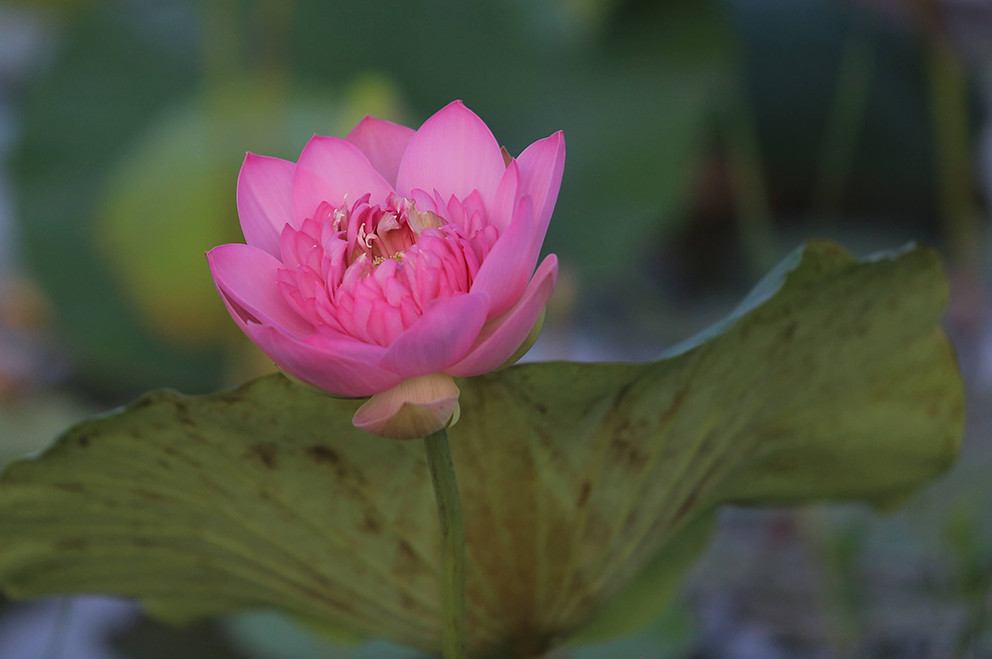 Anh Hiệp - quản lý đầm sen cho biết: "Trong số hơn 150 loại sen quý thì có 110 loại sen bản địa của Việt Nam, số còn lại đi sưu tầm từ Trung Quốc, Úc và một số nước Châu Á".