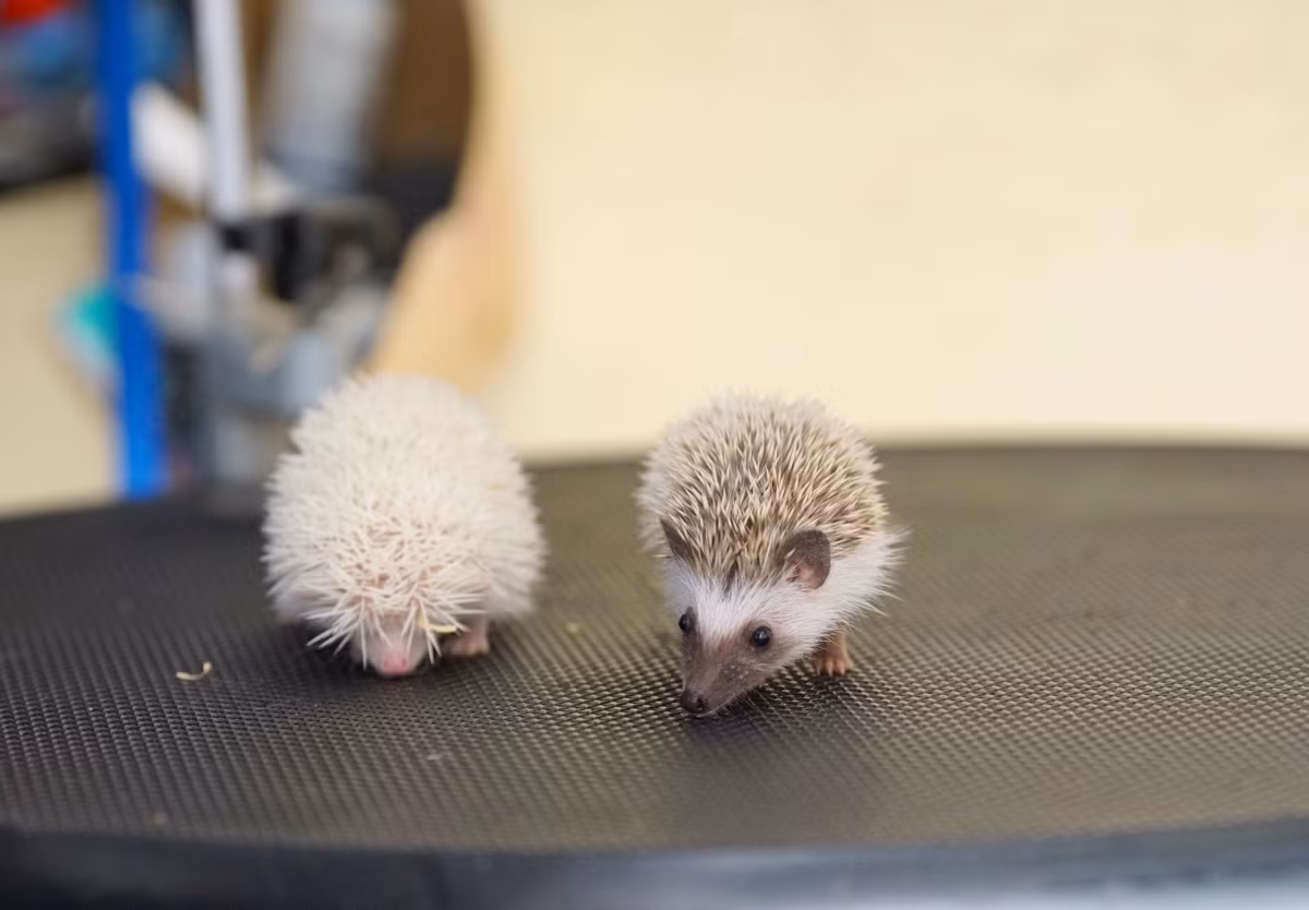 Nhím cảnh có lông ngắn và không có độc nên chúng cũng không phóng lông như các loại nhím khác.