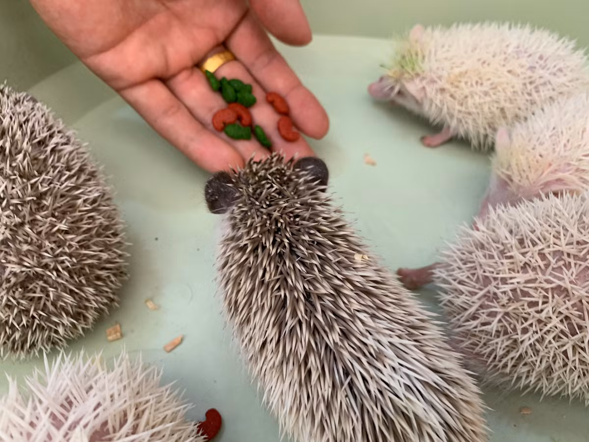 Theo anh Dương, nhím cảnh rất dễ nuôi, chúng ăn các loại hạt, củ quả và đặc biệt rất hiền.