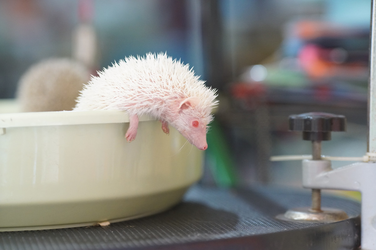 Ở Việt Nam, dù mới xuất hiện nhưng nuôi nhím cảnh đã nhanh chóng thịnh hành bởi loại nhím này giá thành rẻ lại dễ nuôi.