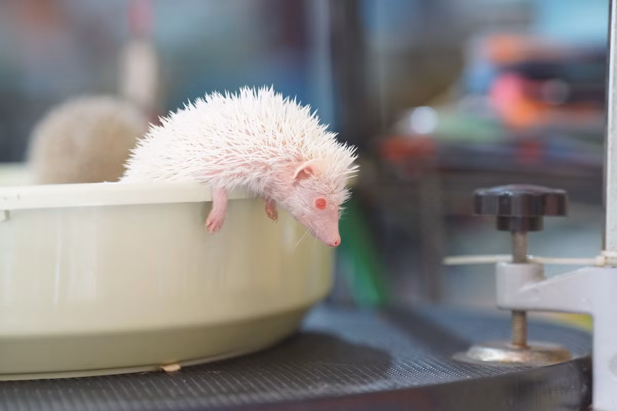 Ở Việt Nam, dù mới xuất hiện nhưng nuôi nhím cảnh đã nhanh chóng thịnh hành bởi loại nhím này giá thành rẻ lại dễ nuôi.