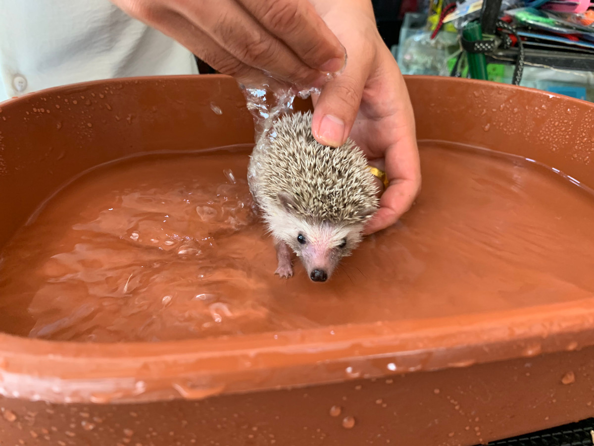 Nhím cảnh uống nước lọc bình thường nên khi nuôi nhím cần có bình nước trong chuồng hoặc tắm bằng nước sạch để khi đó nhím uống nước luôn.