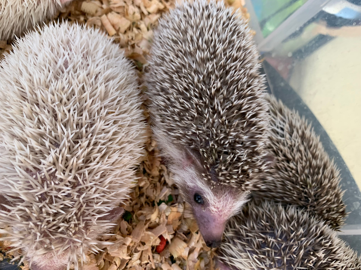 Được biết, hiện nay nhím cảnh được nuôi sinh sản tại các trang trại ở Việt Nam. Mỗi nhím cái có thể sinh sản từ 3-6 lứa, mỗi lứa có thể được 6-7 nhím con.