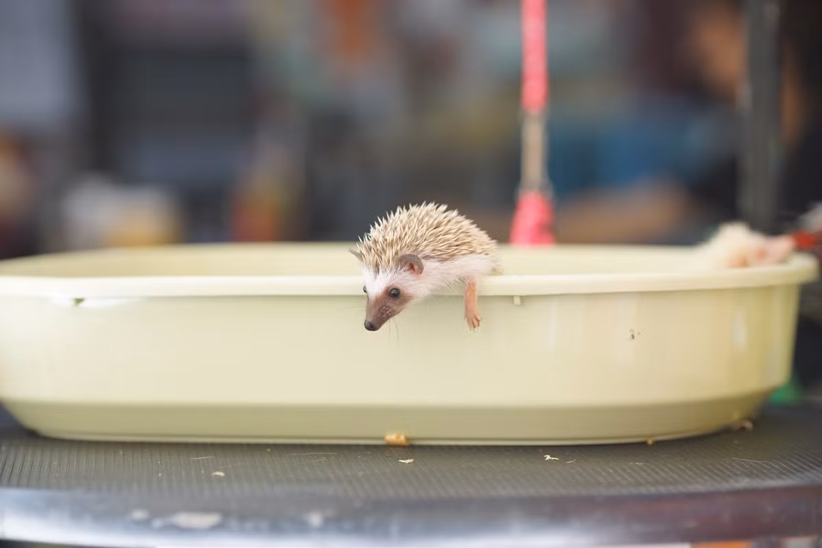 Tuy có hình dạng khá giống với loài nhím thường nhưng nhím kiểng lại thuộc họ chuột chù. Chúng có cái miệng nhỏ, chân ngắn và khá chậm chạp cùng một bộ lông cứng phủ lưng.