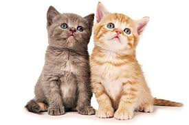 Tuổi Mão: May mắn từ trong trứng nước, cộng thêm sự nhanh nhẹn, nên những người tuổi Mão có thể tự mình làm đại gia. Đặc biệt, trong thời gian này do có vận quý nhân, đi đâu, làm gì cũng có người giúp đỡ, hỗ trợ nên tuổi Mão đã giàu lại càng sang, đã sung túc lại càng an nhàn. 