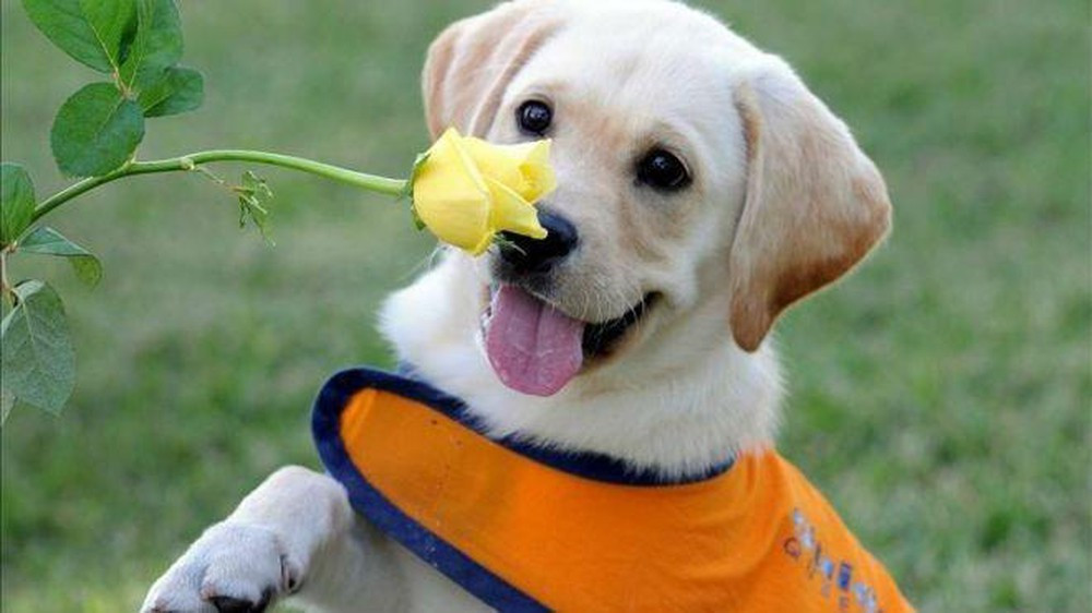 Càng tới giai đoạn cuối năm thì những người tuổi Tuất càng không có vận hạn cuộc sống vô cùng thăng hoa, phát tài đón Tết như ý. (* Thông tin chỉ mang tính tham khảo).