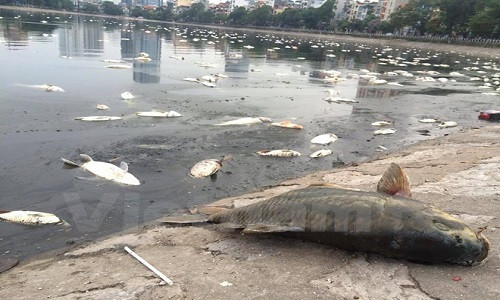 CT Nguyen Duc Chung chi dao xu ly ca chet o ho Hoang Cau